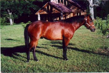 Buck.jpg (42838 bytes)