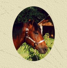 BuckHead.jpg (14533 bytes)